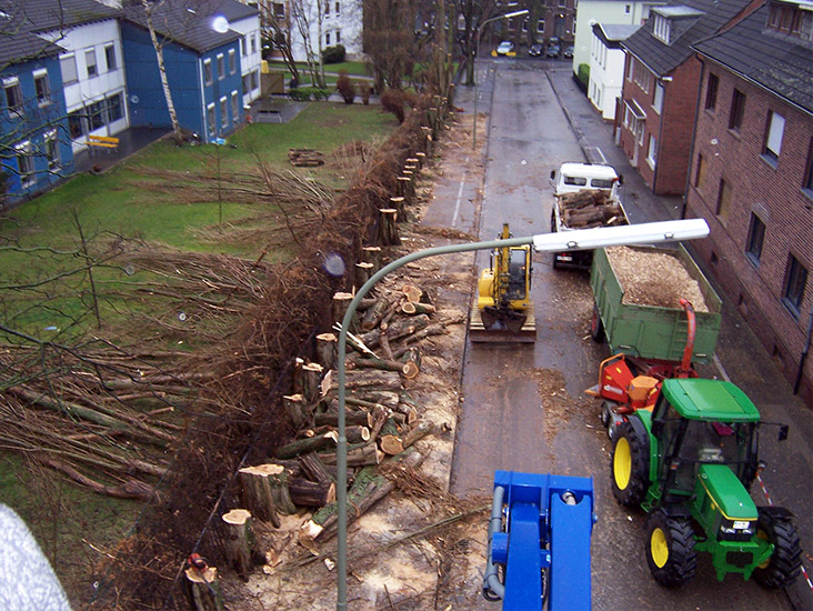 Baumfällung einer Baumreihe in Eschweiler