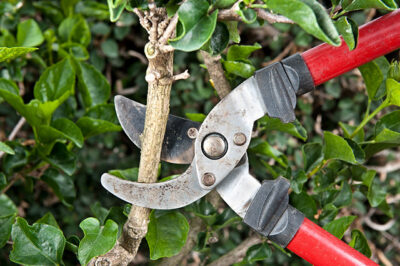 Hecken und Strauchschnitt